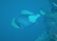 Balistoides viridescens