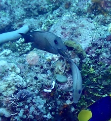 Ctenochaetus binotatus