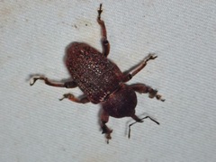 Sclerocardius indicus