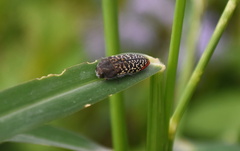 Acmaeodera haemorrhoa