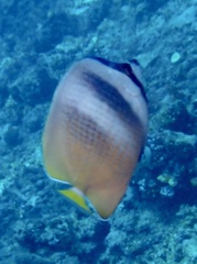 Chaetodon kleinii