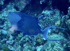 Odonus niger