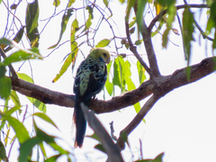 Platycercus adscitus