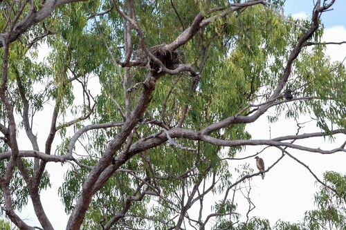 Red Goshawk (Erythrotriorchis radiatus), photo 2