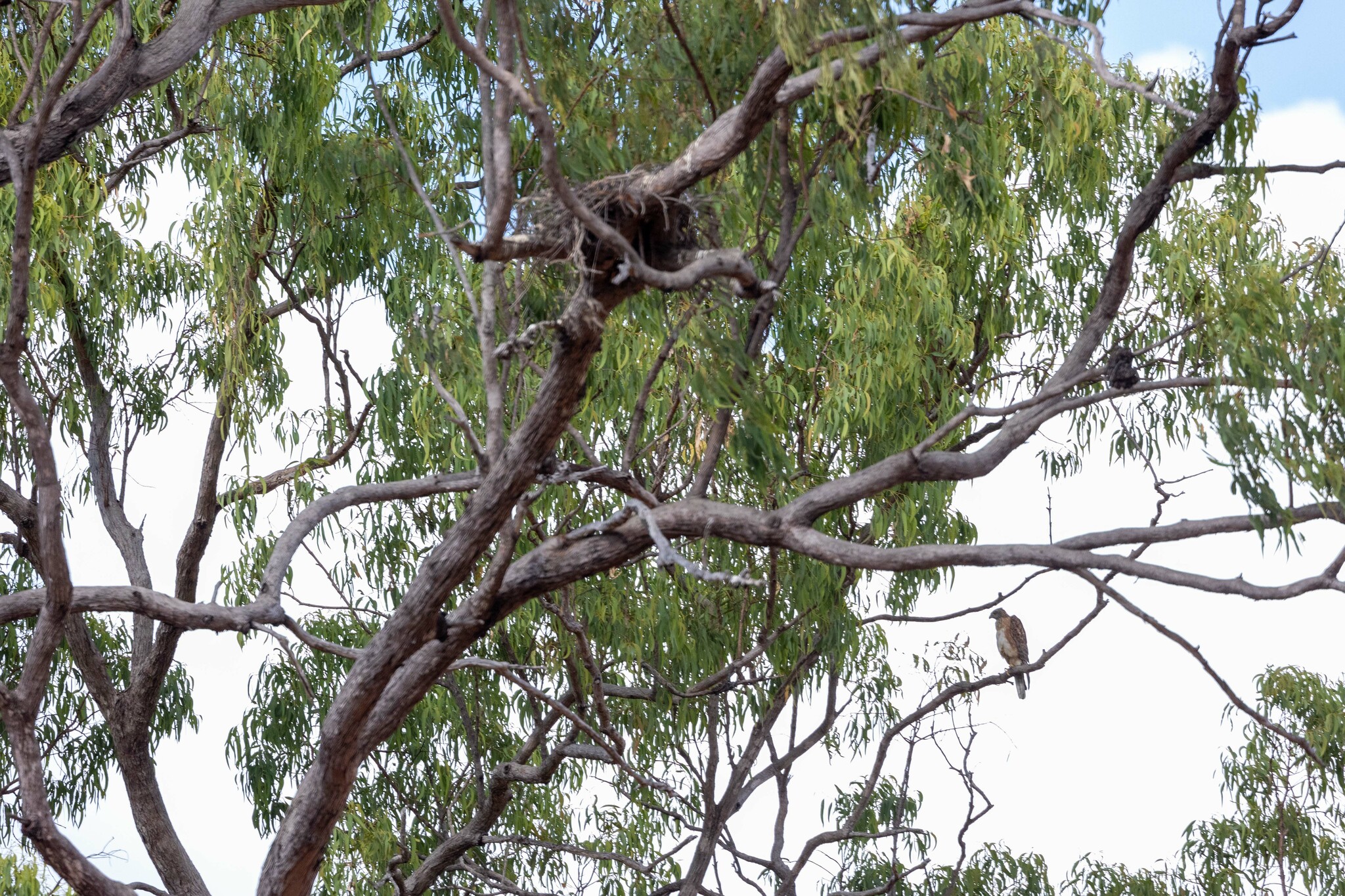 Red Goshawk (Erythrotriorchis radiatus), photo 2