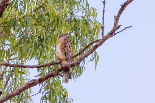 Red Goshawk (Erythrotriorchis radiatus)
