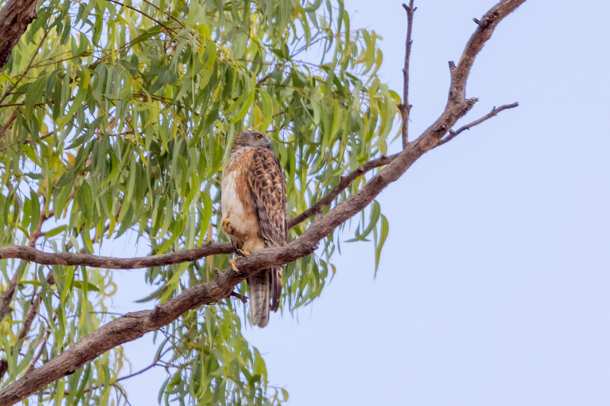 Red Goshawk (Erythrotriorchis radiatus), photo 1