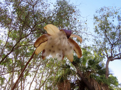 Cochlospermum gillivraei