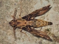 Eupanacra