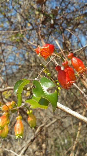 Combretum grandidieri