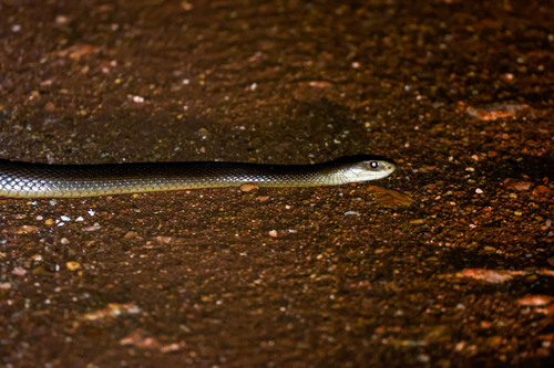 Coastal Taipan