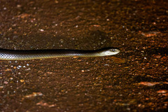 Oxyuranus scutellatus