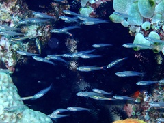 Ostorhinchus parvulus