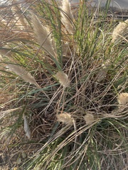 Cortaderia selloana