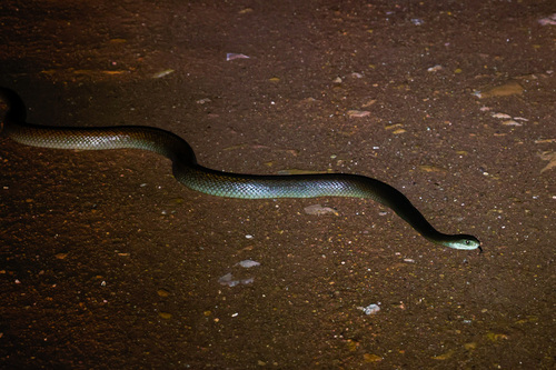 Coastal Taipan