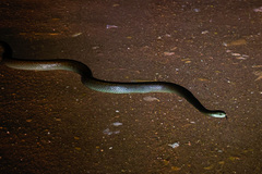 Oxyuranus scutellatus