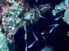 Ostorhinchus parvulus