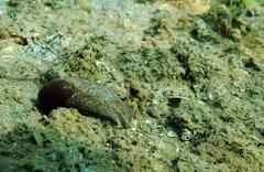 Akera bullata