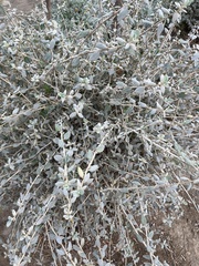 Teucrium fruticans