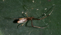 Argyrodes