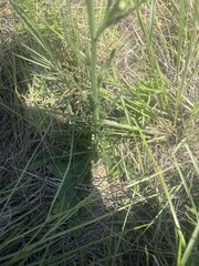 Erigeron primulifolius