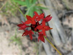 Pimelea punicea