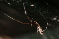 Argyrodes