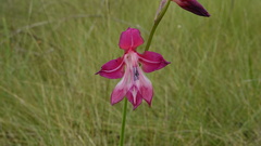 Gladiolus laxiflorus