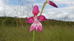 Gladiolus laxiflorus