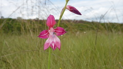 Gladiolus laxiflorus