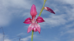 Gladiolus laxiflorus
