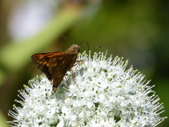 Cephrenes augiades