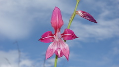 Gladiolus laxiflorus