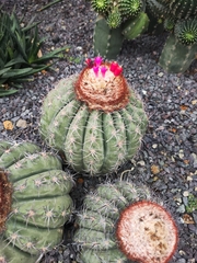 Melocactus