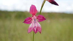 Gladiolus laxiflorus