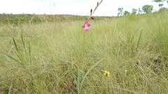Gladiolus laxiflorus