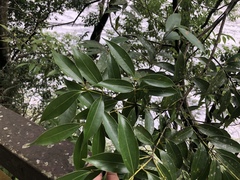 Cinnamomum insularimontanum