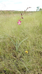 Gladiolus laxiflorus