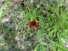 Pimelea punicea