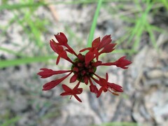 Pimelea punicea