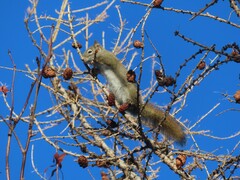 Tamiasciurus hudsonicus