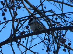 Poecile atricapillus