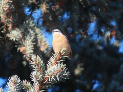Sitta canadensis