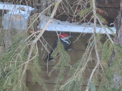 Dryocopus pileatus