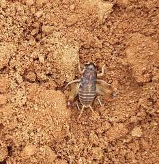 Ceuthophilus hesperus