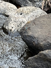 Diphlebia euphoeoides