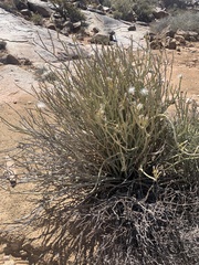 Kleinia longiflora