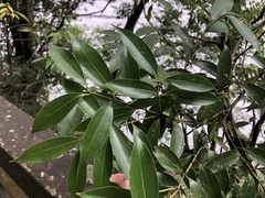 Cinnamomum insularimontanum