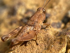 Phaulacridium crassum