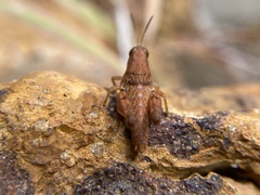 Phaulacridium crassum